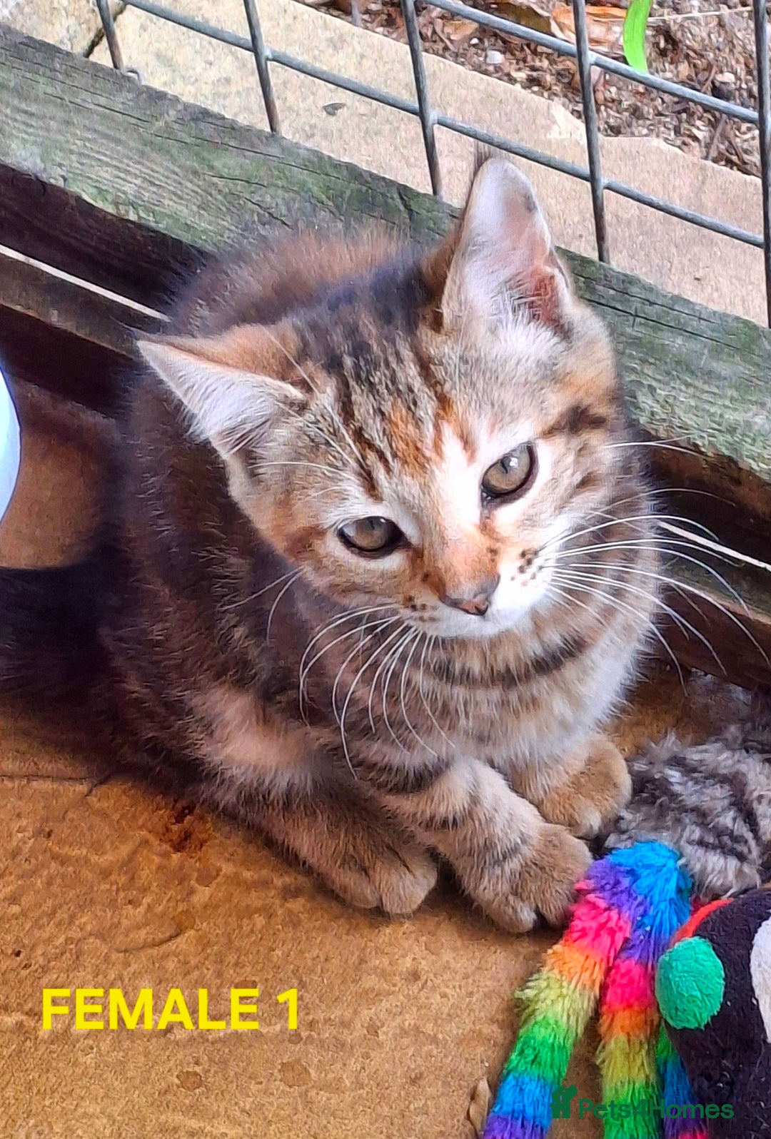 Mixed Breed cats for sale: Maine Coon X Kittens  in Coventry - Image 17