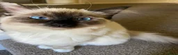 Ragdoll cats for sale: GCCF Registered Female Ragdoll Cat - Advert 6
