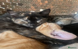 Mixed Breed cats for sale: Only 1 beautiful tortoiseshell girl left!❤️🐱 - Image 1