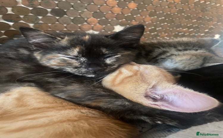 Mixed Breed cats - Advert 7