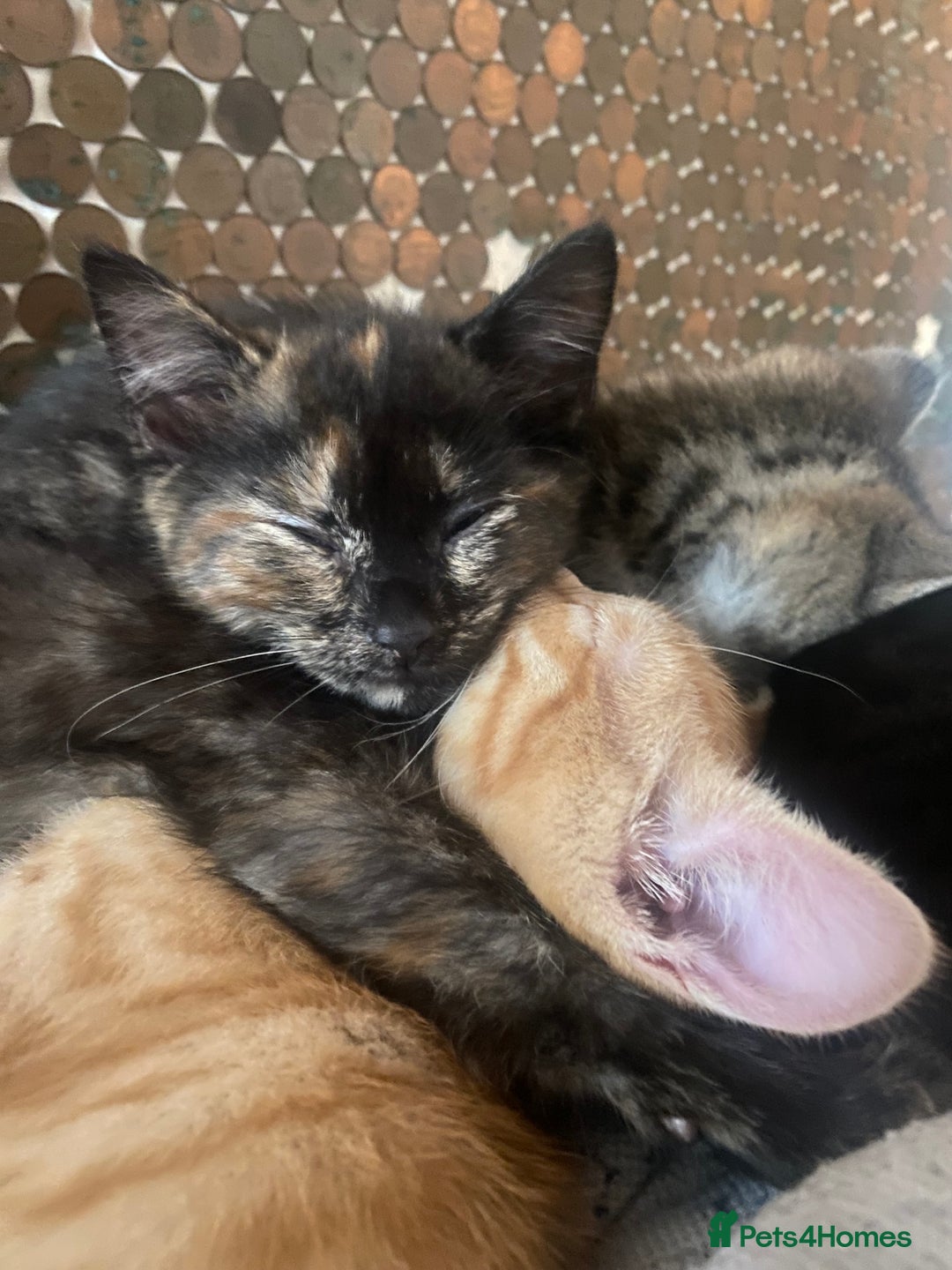 Mixed Breed cats for sale: Only 1 beautiful tortoiseshell girl left!❤️🐱 - Image 1