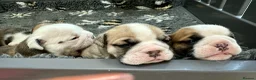 English Bulldog dogs for sale: Stunning litter of kc reg English bulldog puppies  - Advert 17