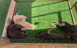 Cockapoo dogs for sale: ((Ready now))F1b cockerpoo puppies  - Image 2