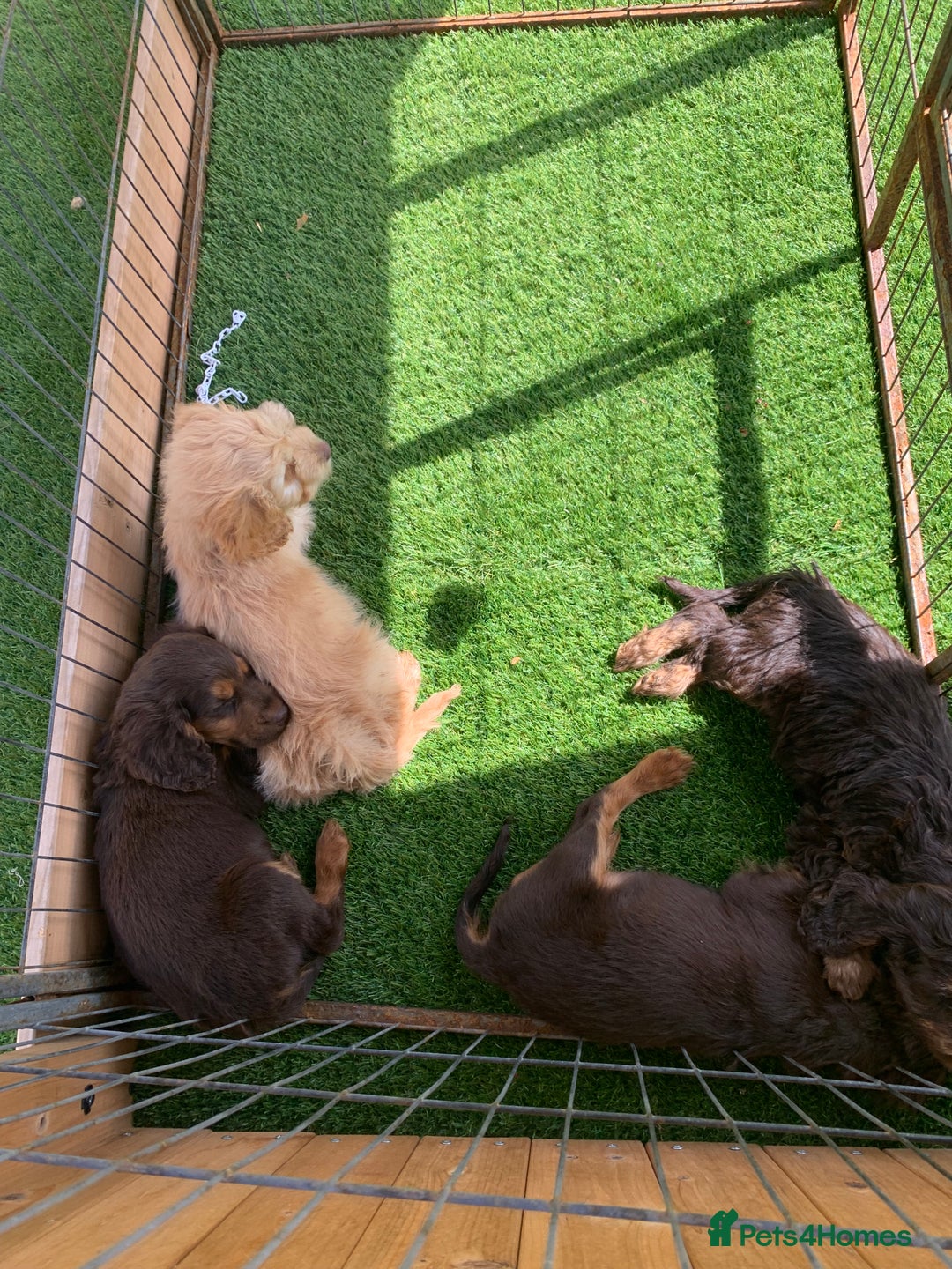 Cockapoo dogs for sale: ((Ready now))F1b cockerpoo puppies  - Image 2