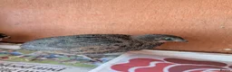 Quail poultry for sale: 6 Quail to go together please - Advert 3