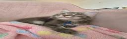 Maine Coon cats for sale: Gorgeous Maine Coon kittens - Advert 4