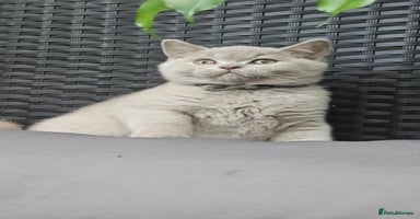 British Shorthair cats - Advert 9