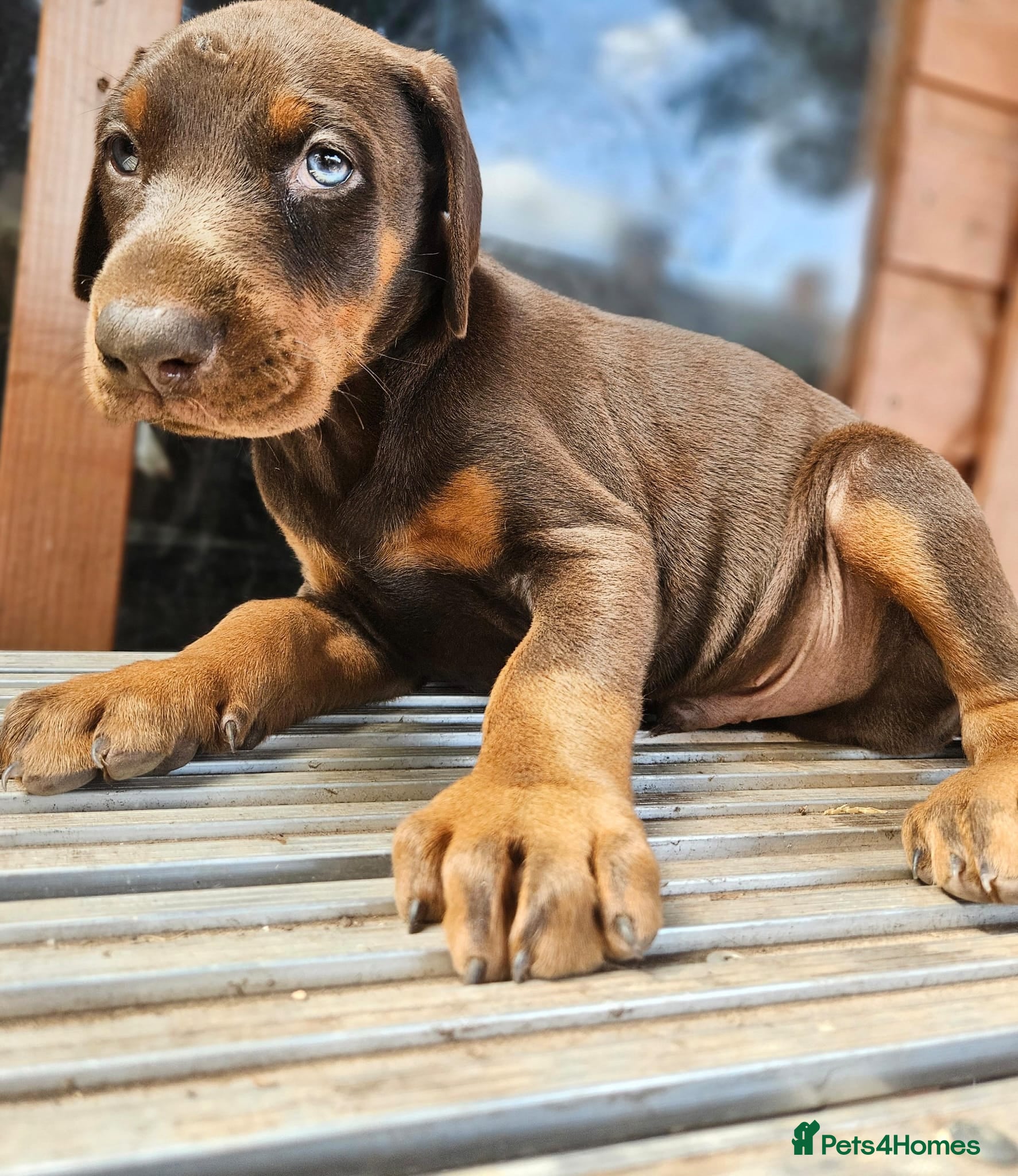 Dobermann dogs Dobermann pups International Champion Bloodline - Advert 1