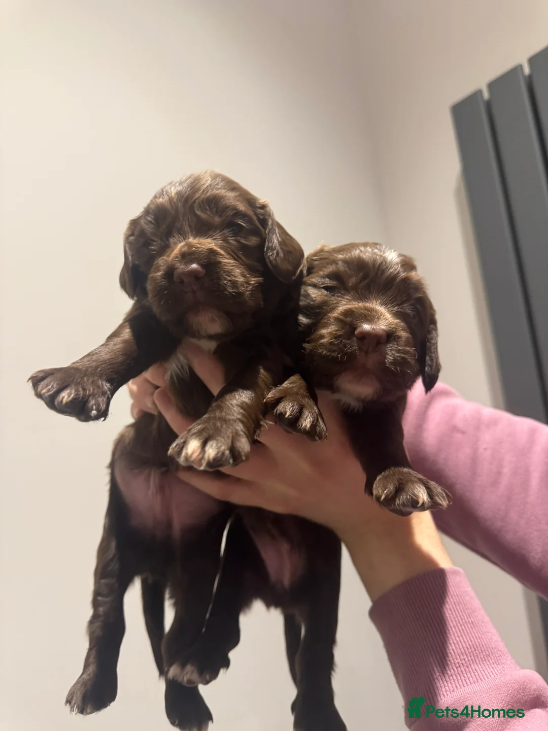Sprocker dogs for sale: Sprocker spaniel puppies - Advert 12