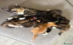 Turkish Van cats for sale: Turkish Van Mix Kittens 8 Weeks Old Ready Now! - Image 11