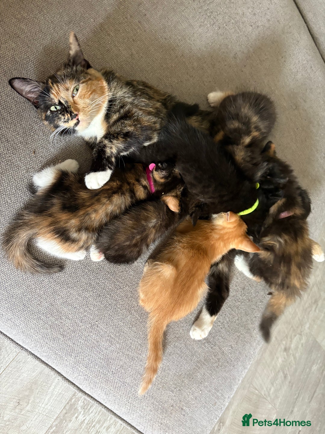 Turkish Van cats for sale: Turkish Van Mix Kittens 8 Weeks Old Ready Now! - Image 11