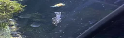 Live Bearers fish for sale: Bristlenose plecos - Advert 4