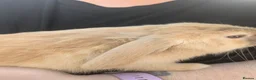 Mini Lop rabbits for sale: Mini lops  - Advert 14