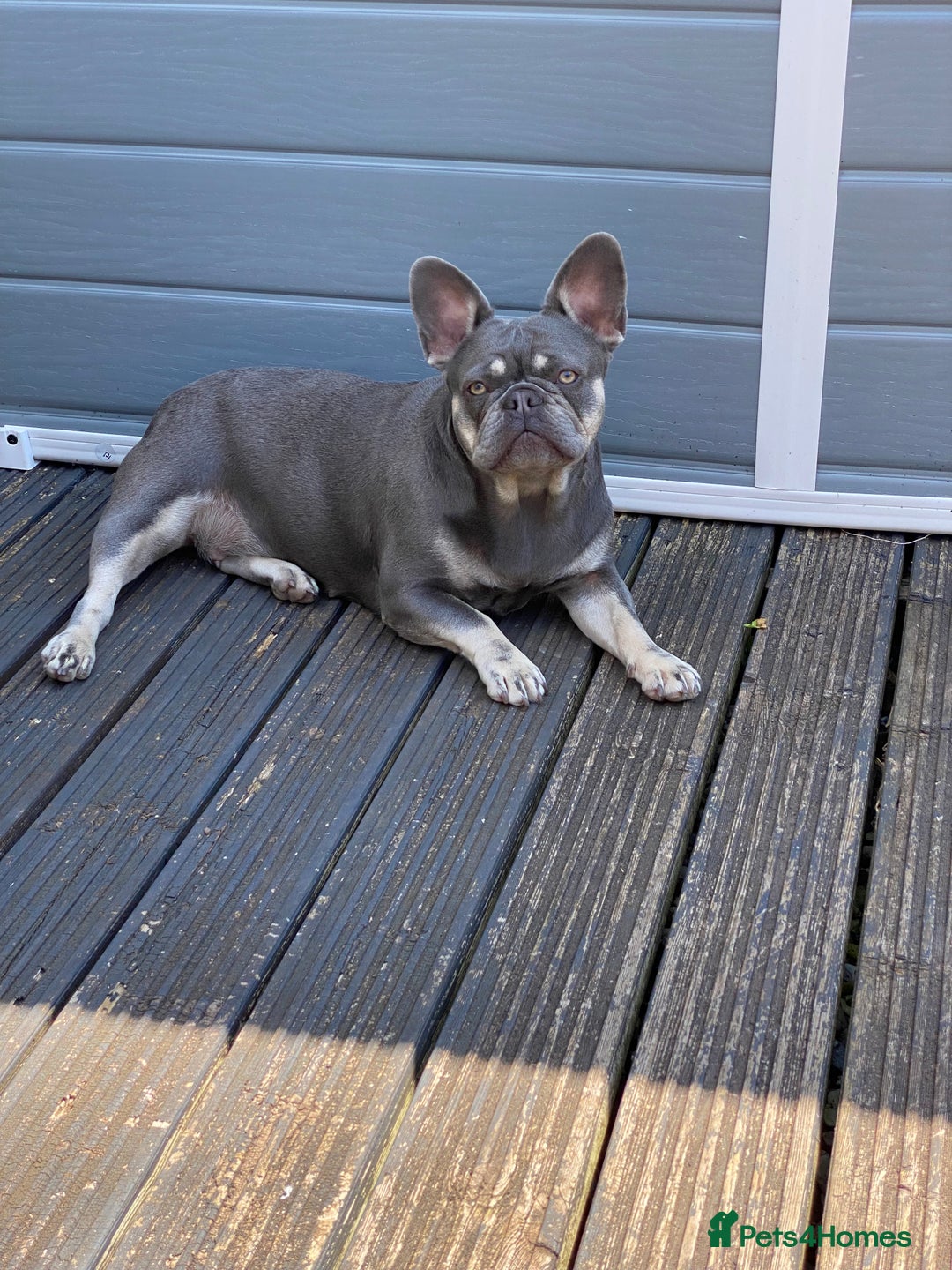 French Bulldog dogs for sale: Kc Registered 5 Generation Pedigree Quality  - Image 29