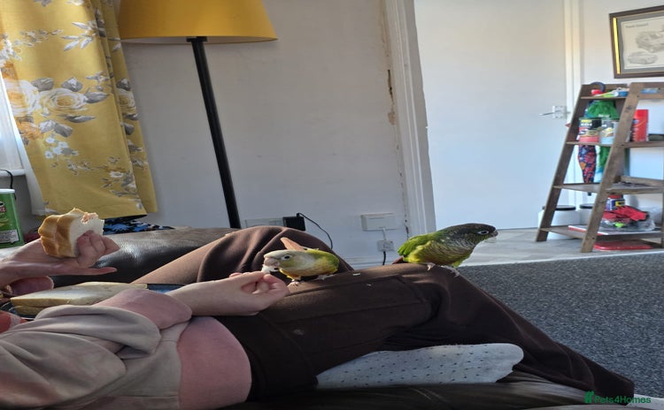 Conures birds - Advert 1