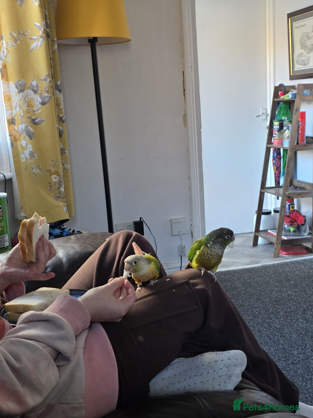 Conures birds for sale: Bonded green cheek couners  - Image 1