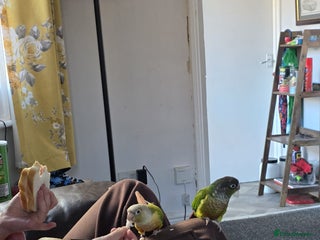 Conures birds - Advert 11