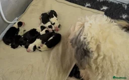 Mixed Breed dogs for sale: Ready Now - Sheepadoodle Pups 3 Male 5 Female - Advert 8