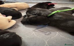 Labrador Retriever dogs for sale: KC Reg Health Tested Working Labradors - Image 16