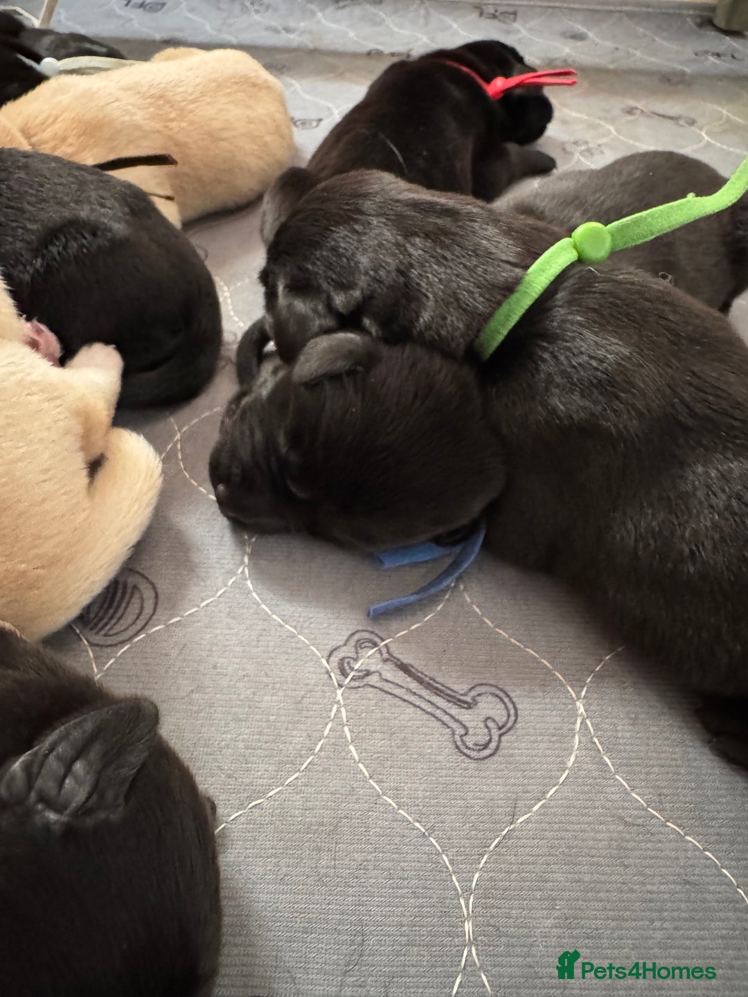 Labrador Retriever dogs for sale: KC Reg Health Tested Working Labradors - Image 16