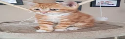 Mixed Breed cats for sale: Rare beautiful ginger tabby girl in Harlow - Advert 12