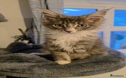 Maine Coon cats for sale: Last girl Tica Beautiful Maine Coon kittens  - Image 35