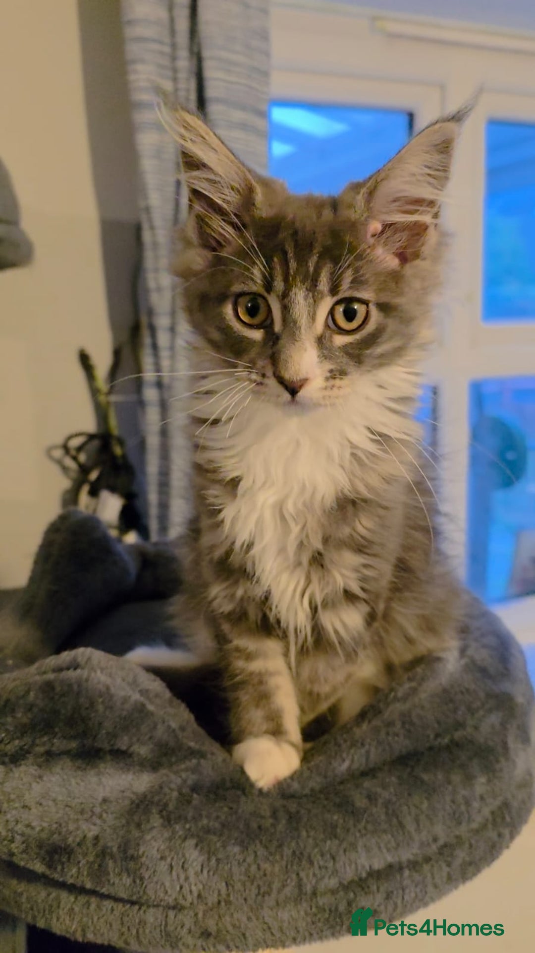 Maine Coon cats for sale: Last girl Tica Beautiful Maine Coon kittens  - Image 35