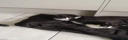 Mixed Breed cats for sale: Black and white kittens - Advert 3