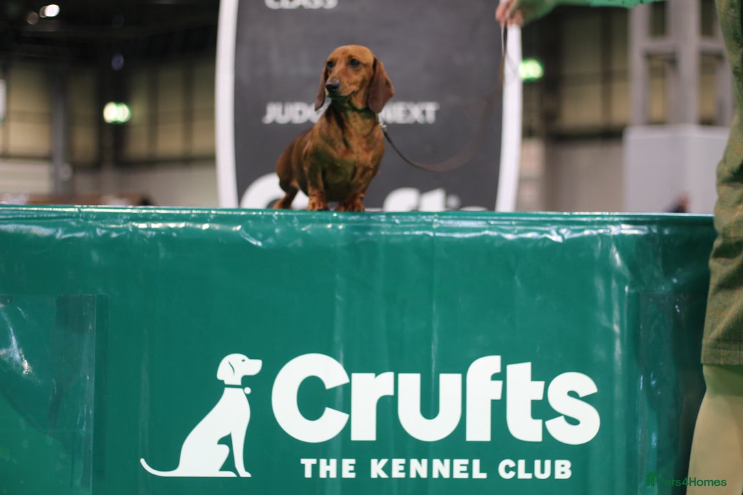 Miniature Dachshund dogs for sale: Champion Sired Show Quality Shaded Red Boys  - Image 3