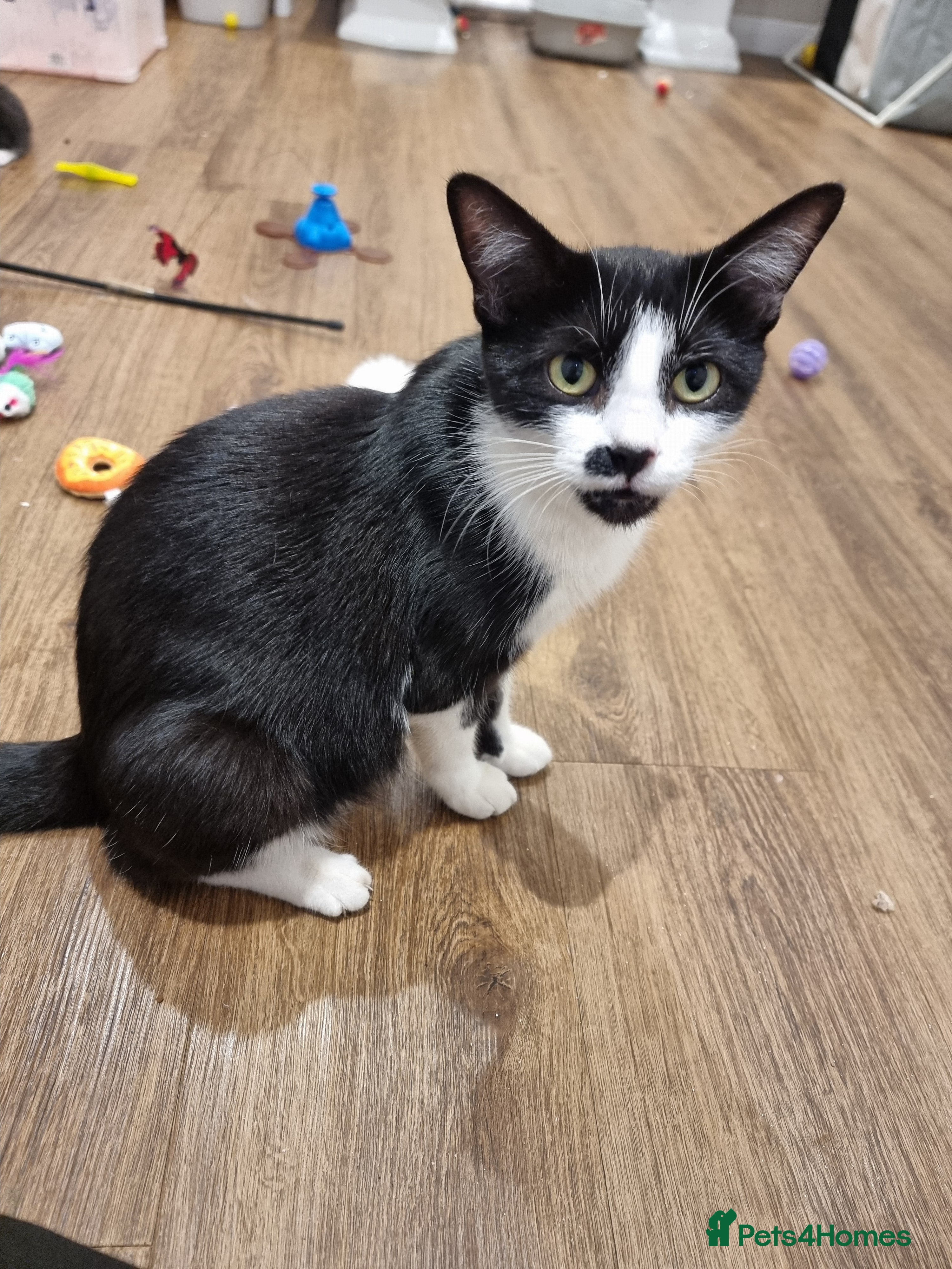 Domestic Shorthair cats for sale: Gorgeous tuxedo and mixed litter - Advert 9