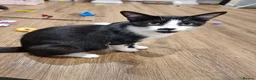 Domestic Shorthair cats for sale: Gorgeous tuxedo and mixed litter - Advert 1