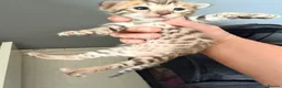Mixed Breed cats for sale: Beautiful seal mink colour bengal kittens  - Advert 3