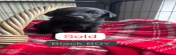 Labrador Retriever dogs for sale: KC BLACK LABRADOR PUPPIES - Advert 27