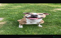 American Bulldog dogs for sale: Gorgeous female American bulldog  - Advert 1