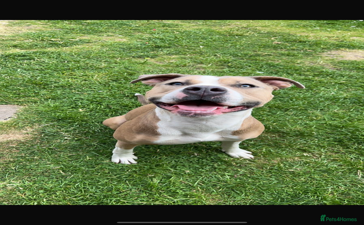 American Bulldog dogs Gorgeous female American bulldog  - Advert 1