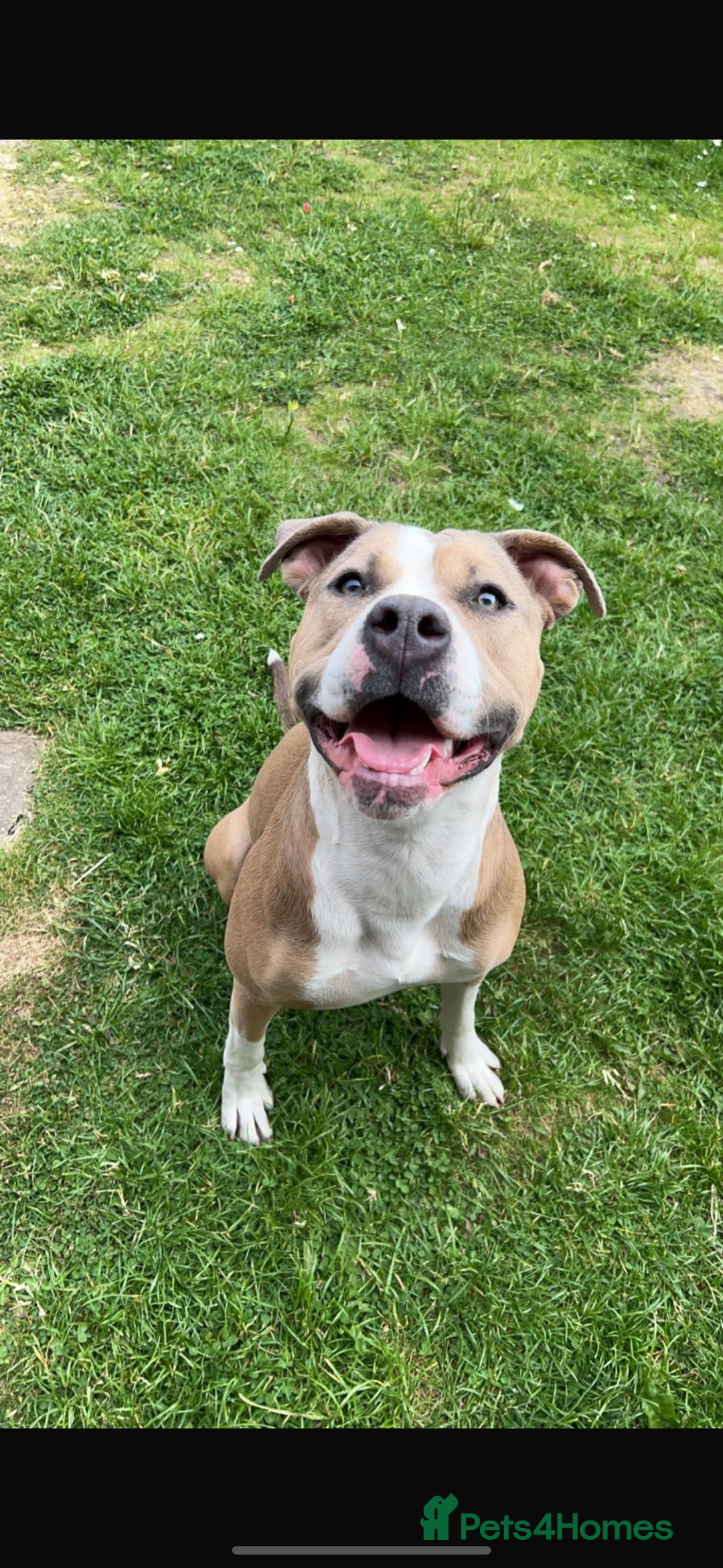 American Bulldog dogs for sale: Gorgeous female American bulldog  - Advert 1