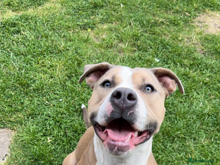 American Bulldog dogs Gorgeous female American bulldog - Advert 2