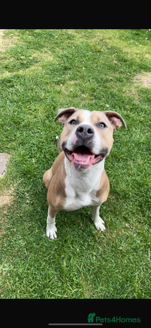 American Bulldog dogs Gorgeous female American bulldog - Advert 1