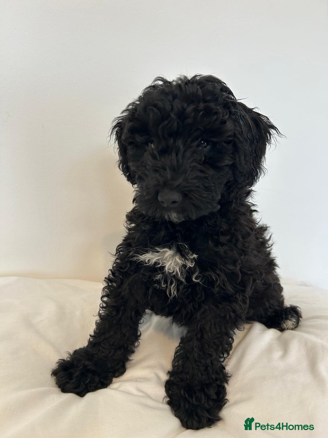 Toy Poodle dogs for sale: Exquisite Toy Poodle Pup - Fully Health Tested  in Gravesend - Image 1