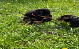 Rottweiler dogs for sale: Beautiful KC registered Rottweiler puppies  - Image 20