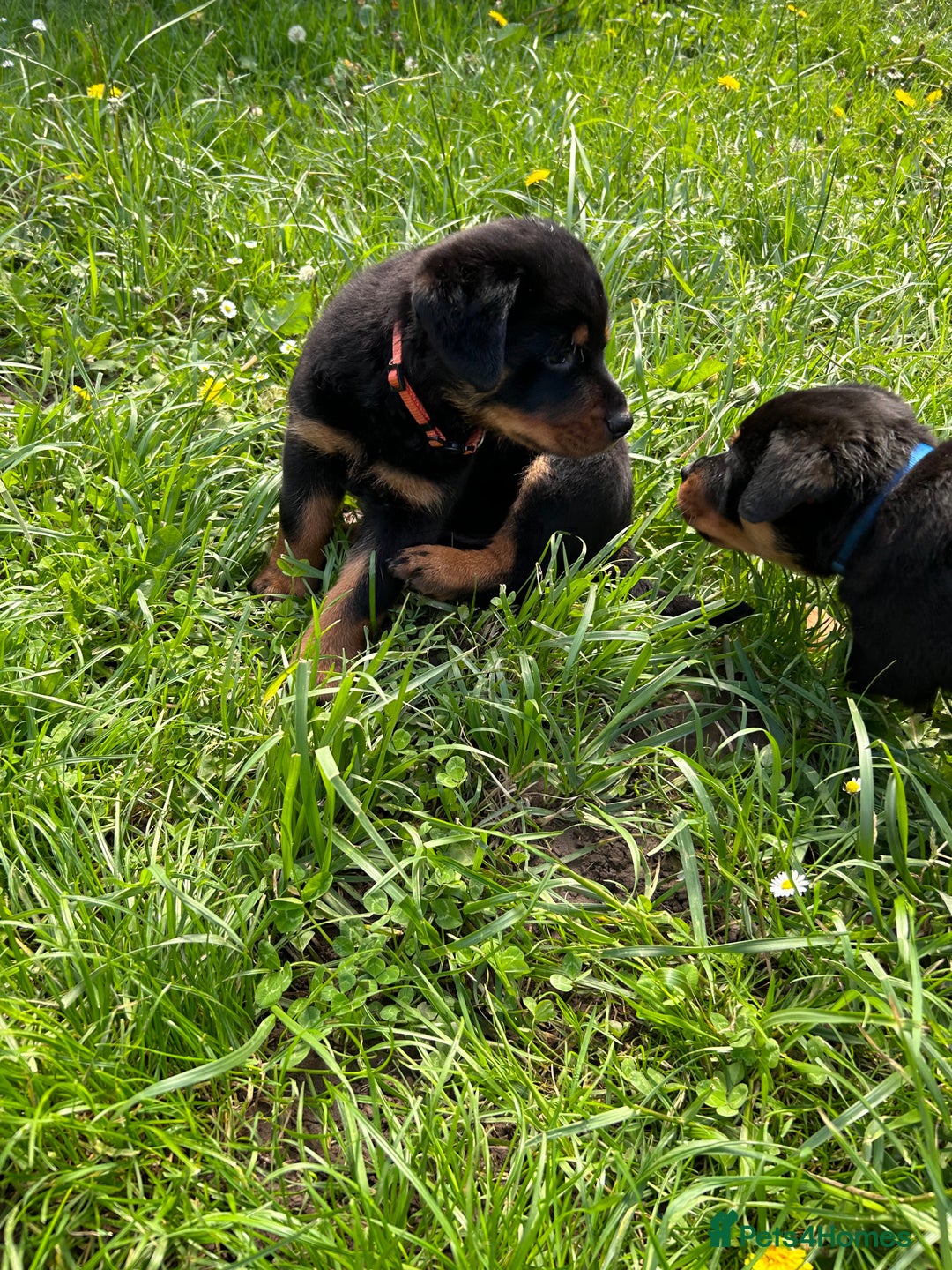 Rottweiler dogs for sale: Beautiful KC registered Rottweiler puppies  - Image 20