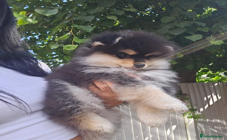 Pomsky dogs - Advert 1