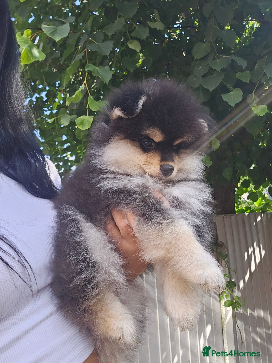 Pomsky dogs for sale: Pomsky puppies very small toy size F3  - Image 8