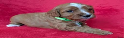 Cavapoo dogs for sale: Adorable Cavapoo Puppies From Licensed Breeder - Advert 13