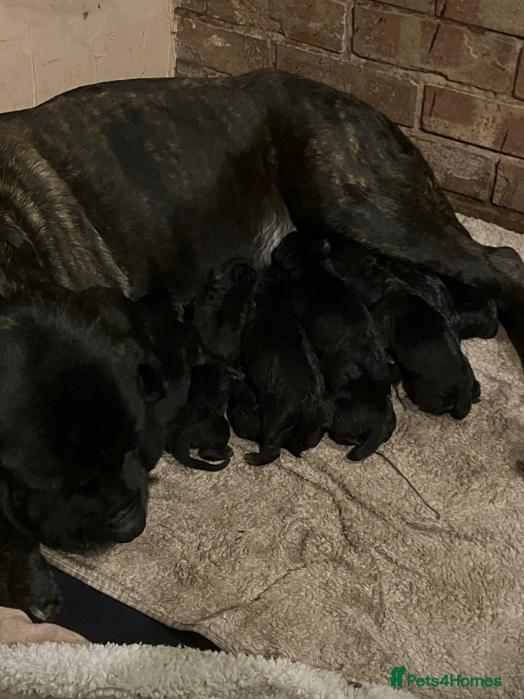 Cane Corso dogs for sale: Exceptional  - Image 27