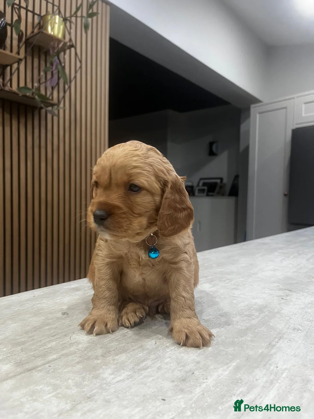 Cockapoo dogs for sale: Cockapoo puppies - Advert 10