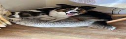 Border Collie dogs for sale: Adorable Border Collies for Sale - Advert 5