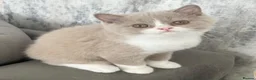 British Shorthair cats for sale: PEDIGREE British Short Hair kittens - Advert 5