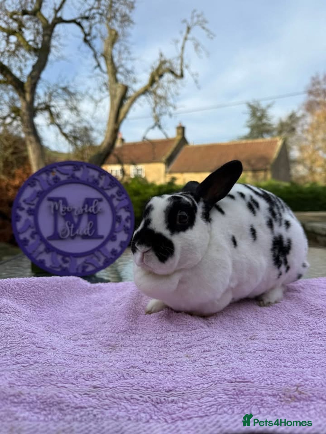 Rex rabbits for sale: Purebred Mini Rex Ready To Go Now! - Advert 1