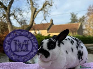Rex rabbits Purebred Mini Rex Ready To Go Now! - Advert 8